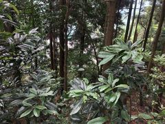 -井冈山风景名胜区-黄洋界