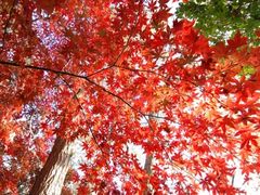 -少华山国家森林公园