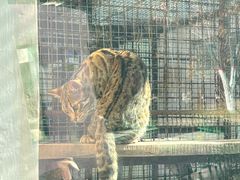 -青藏高原野生动物园