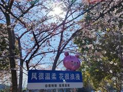 -高东镇樱花园