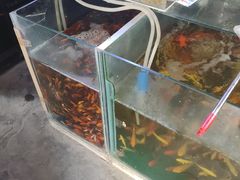 -南汇花鸟市场(上海浦东新花卉店)