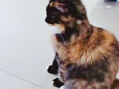 -藏猫猫咖啡主题馆(中央大道店)