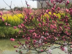-南汇桃花村