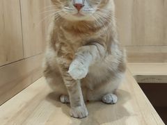 -是阿柴呀！柴犬咖啡·爱喵喵猫咖