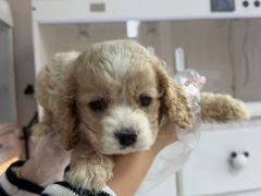 -翊宠yipet猫狗购宠庄园犬舍•猫舍