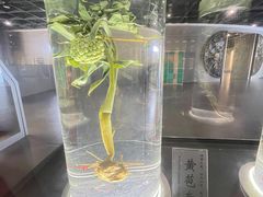 -广东中医药博物馆