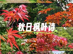 -广州市帽峰山景区