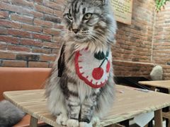 -豆逗聊愈猫阁Easy Life