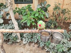 -南宫五洲植物乐园