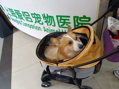 -爱侣宠医·鹦鹉专科·小型哺乳类·异宠专科(灵石路店)