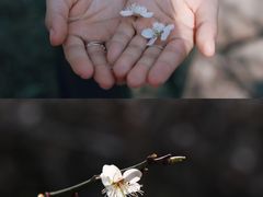 -广州市流溪河国家森林公园