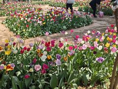 -洛阳郁金香牡丹园