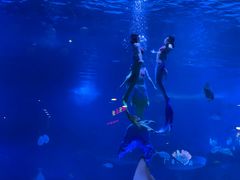 -烟台海昌鲸鲨海洋公园