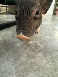 -神奇动物撸宠馆·羊驼·小浣熊·异宠(豫园店)