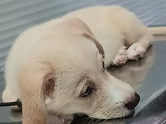 -瑞派福兴宠物医院犬猫全科·骨科·中西医结合(河东店)