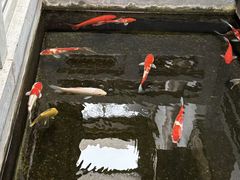 -鲤院·新中式美学·庭院餐厅(夫子庙店)