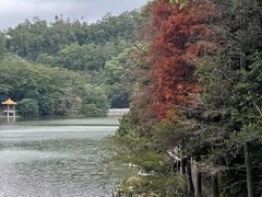 -深圳仙湖植物园
