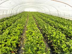 -喜杨洋草莓采摘园