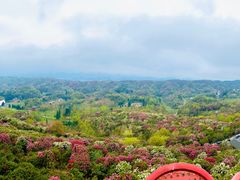 -贵州百里杜鹃风景名胜区