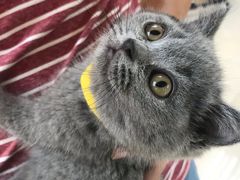 -lincat·猫舍(广州店)