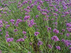 -云漫湖生态度假公园