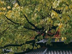 -龙华寺