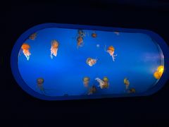 -太平洋海底世界