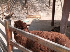 -北京鹿世界主题园