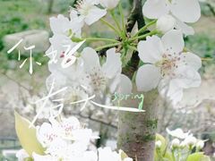 -树山生态村