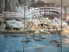 -帝企鹅自助餐厅•儿童岛•真企鹅(长隆企鹅酒店)