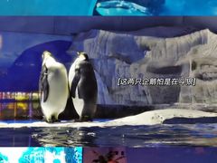 -海合安武汉极地海洋公园