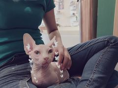 -飞行喵MR PILOT|猫舍·猫咖(静安大融城店)
