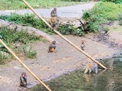 -西双版纳原始森林公园