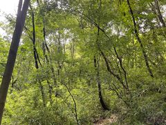 -白马涧龙池景区