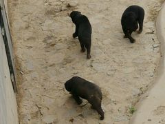 -石家庄市动物园