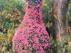 -杭州植物园