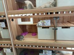 -钦宠·猫咪售卖·洗护·寄养(东圃旗舰店)