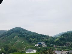 -龙井村