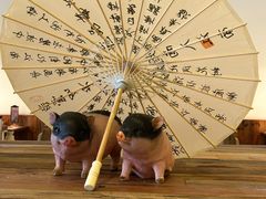 -春家·非遗手工小吃(徐汇万科广场店)