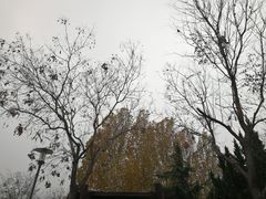 -大兴滨河森林公园