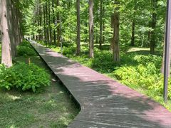 -黄海国家森林公园