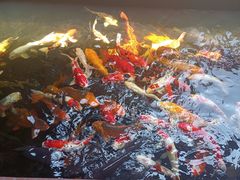 -侠成水上农庄(工业大道店)