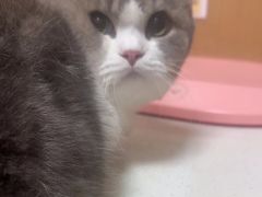 -瑞派康怡24h宠物医院·犬猫医疗中心·微创绝育(瑞景分院)