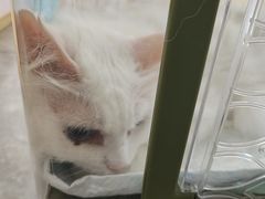 -芭比堂动物医院·24小时·眼科中心(深圳中心)