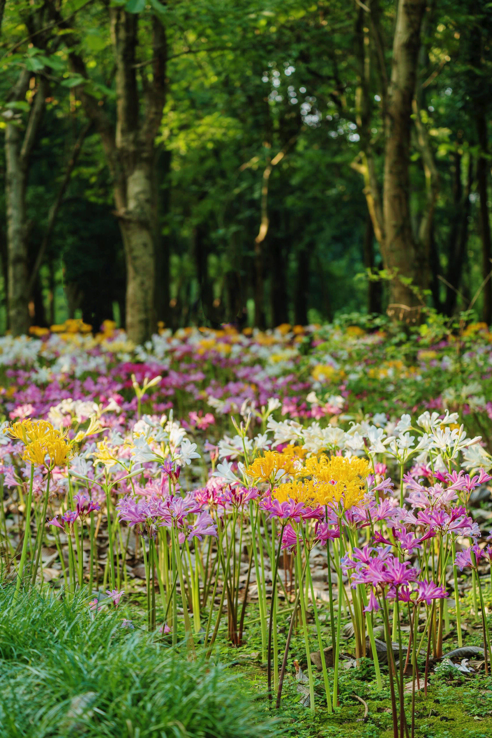 一步一花开,一步一惊喜❗️
