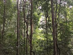 -武吉知马自然保护区