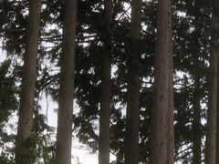 -富士山吉田線五合目