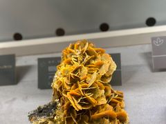 -中国地质博物馆