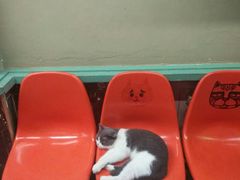 -猫咪博物馆(顶澳仔猫街店)