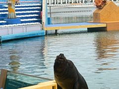 -秦皇岛乐岛海洋王国